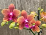 Double Spikes Phalaenopsis Sunset Beauty (3" pot) - Image 4