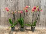 Double Spikes Phalaenopsis Sunset Beauty (3" pot) - Image 5