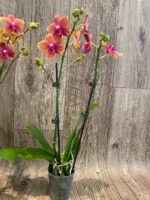 Double Spikes Phalaenopsis Sunset Beauty (3" pot) - Image 8