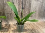 Double Spikes Phalaenopsis Sunset Beauty (3" pot) - Image 10