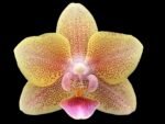 Double Spikes Phalaenopsis Sunset Love (3" pot)
