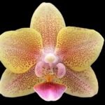 Double Spikes Phalaenopsis Sunset Love (3" pot)