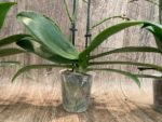 Double Spikes Phalaenopsis Sunset Love (3" pot) - Image 9
