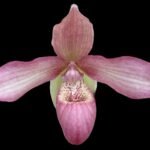 RARE Phrag. lindleyanum × andreettae (4.5" pot)