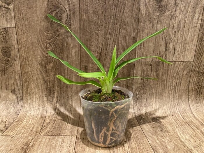 Phrag. Kovachil 'Ken's Best' x Priscilla's Pirouette 'Le Nguyen's Cutie' (4.5" pot) - Image 2