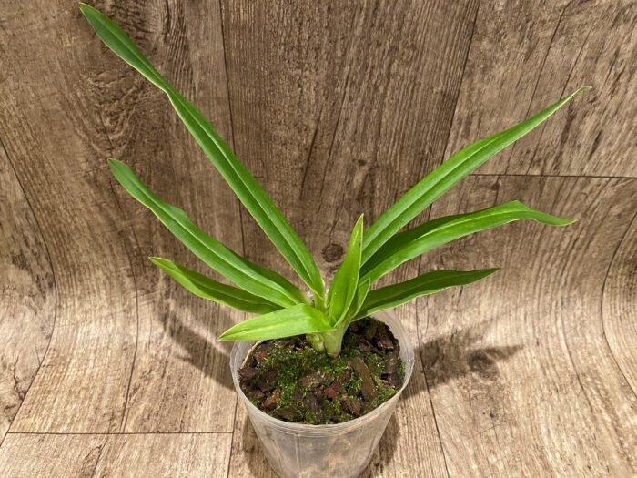 Phrag. Kovachil 'Ken's Best' x Priscilla's Pirouette 'Le Nguyen's Cutie' (4.5" pot) - Image 3