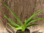 Phrag. Kovachil 'Ken's Best' x Priscilla's Pirouette 'Le Nguyen's Cutie' (4.5" pot) - Image 4