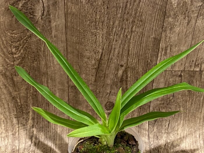 Phrag. Kovachil 'Ken's Best' x Priscilla's Pirouette 'Le Nguyen's Cutie' (4.5" pot) - Image 4