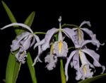 Cattleya maxima var. coerulea x sib (Hector x Angelo) (5” pot)