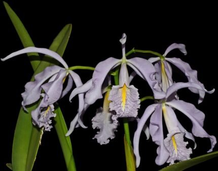Cattleya maxima var. coerulea x sib (Hector x Angelo) (5” pot)