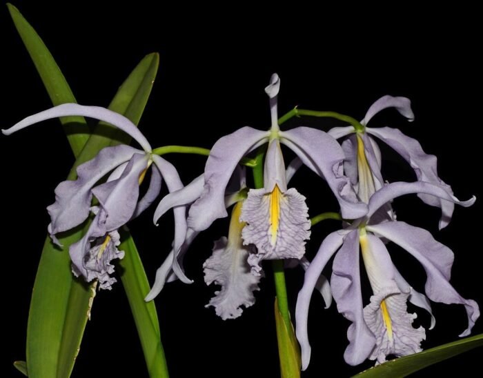 Cattleya maxima var. coerulea x sib (Hector x Angelo) (5” pot) - Image 1