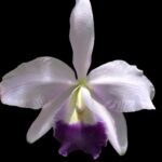 Lc. Mini Purple x C. labiata 'Blue' x 'Blue’ (2” Pot)