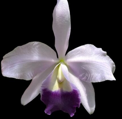 Lc. Mini Purple x C. labiata 'Blue' x 'Blue’ (2” Pot)