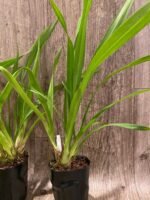 Grammatocymbidium Pakkret Carnival Blooming Size (4.5” Pot) - Image 7