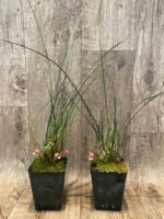 Maxillaria sanguinea ‘Willie’ (3.5” Pot) - Image 4