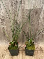 Maxillaria sanguinea ‘Willie’ (3.5” Pot) - Image 5