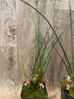 Maxillaria sanguinea ‘Willie’ (3.5” Pot) - Image 6