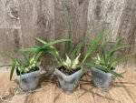 Encyclia tampensis v. alba 4N x self (3.5” pot) - Image 2