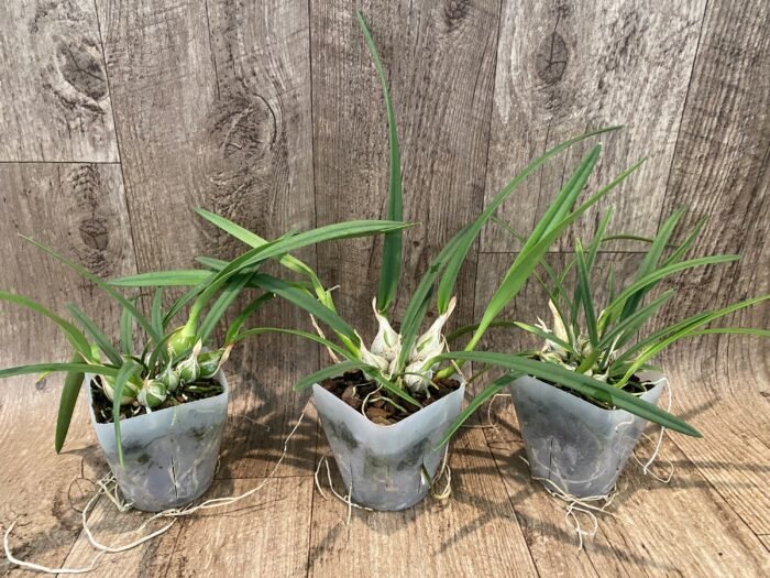 Encyclia tampensis v. alba 4N x self (3.5” pot) - Image 2