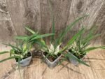 Encyclia tampensis v. alba 4N x self (3.5” pot) - Image 3