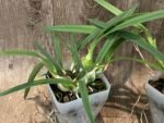 Encyclia tampensis v. alba 4N x self (3.5” pot) - Image 4
