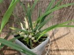 Encyclia tampensis v. alba 4N x self (3.5” pot) - Image 6