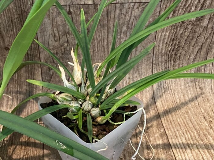 Encyclia tampensis v. alba 4N x self (3.5” pot) - Image 6