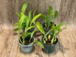 Bulbophyllum masdevalliaceum (BS, 3.5" pot) - Image 3