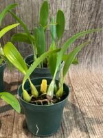 Bulbophyllum masdevalliaceum (BS, 3.5" pot) - Image 5