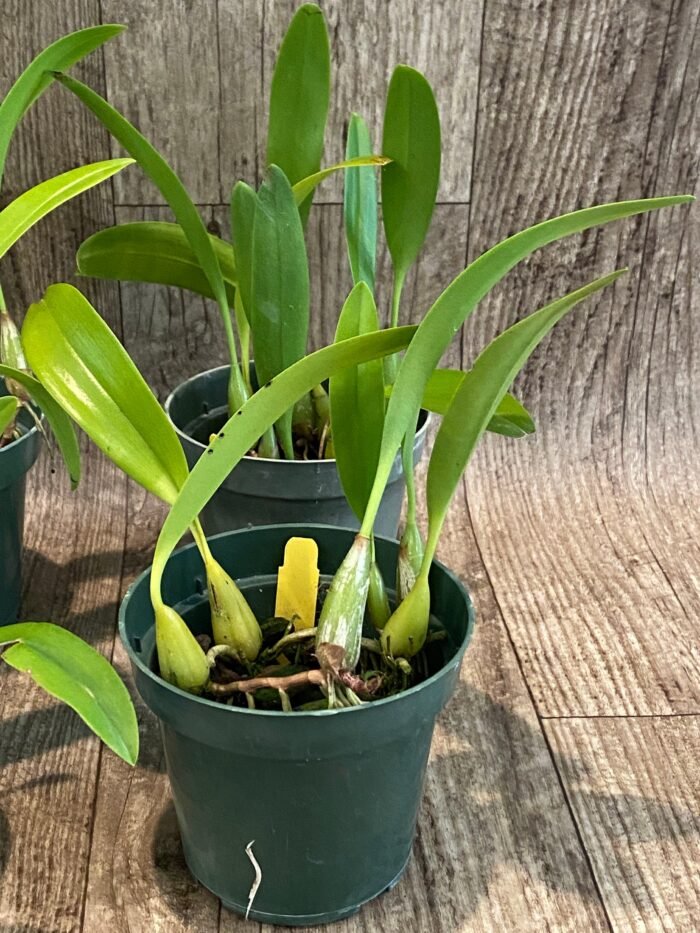 Bulbophyllum masdevalliaceum (BS, 3.5" pot) - Image 5