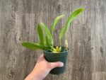 Bulbophyllum masdevalliaceum (BS, 3.5" pot) - Image 8