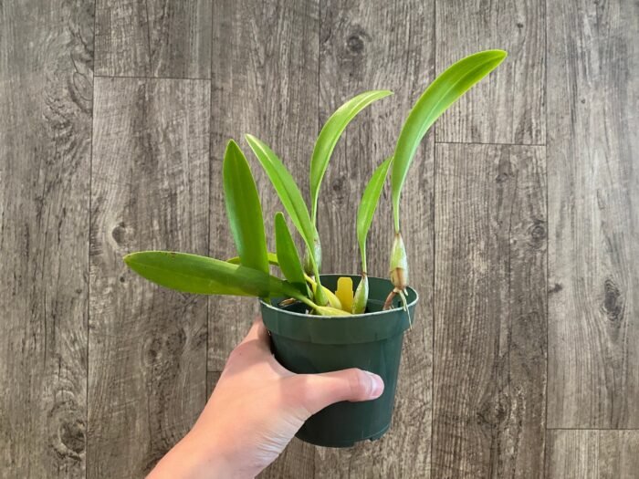 Bulbophyllum masdevalliaceum (BS, 3.5" pot) - Image 8