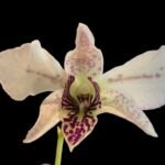 Dendrobium Roy Tokunaga (‘HR pink’ x ‘Best Pink’) (3.5” pot)