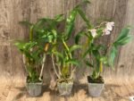 Dendrobium Roy Tokunaga (‘HR pink’ x ‘Best Pink’) (3.5” pot) - Image 3