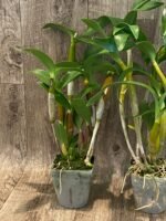 Dendrobium Roy Tokunaga (‘HR pink’ x ‘Best Pink’) (3.5” pot) - Image 4