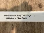 Dendrobium Roy Tokunaga (‘HR pink’ x ‘Best Pink’) (3.5” pot) - Image 7