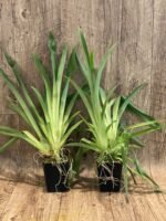 Fragrant - Miltoniopsis Banana Fandango ‘Faded Memories’ (3.5” pot) - Image 2