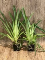 Fragrant - Miltoniopsis Banana Fandango ‘Faded Memories’ (3.5” pot) - Image 3