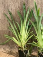 Fragrant - Miltoniopsis Banana Fandango ‘Faded Memories’ (3.5” pot) - Image 4