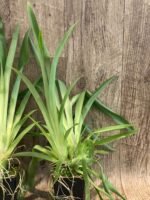 Fragrant - Miltoniopsis Banana Fandango ‘Faded Memories’ (3.5” pot) - Image 5