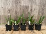 Brassavola Little Stars (3.5" pot) - Image 2
