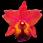 Pot. Carolina Splender 'Krull's Ruby' Blooming Size (5" pot)