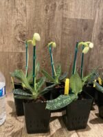 IN BLOOM Paph. Delenatii var album (3.5” pot) - Image 4