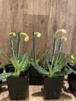 IN BLOOM Paph. Delenatii var album (3.5” pot) - Image 5