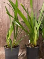 Cymbidium Vanessa Amorosi (5" pot) - Image 7
