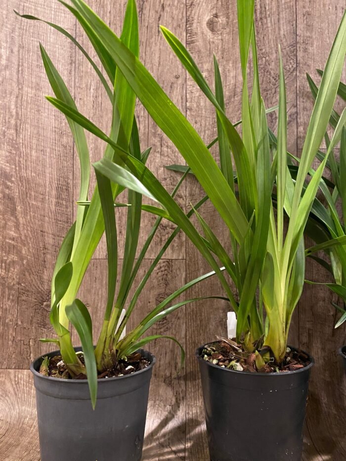 Cymbidium Vanessa Amorosi (5" pot) - Image 7