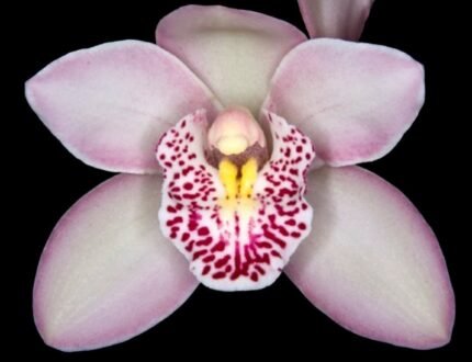 Cymbidium Rosy Cloud 'Paradise' (5" pot)