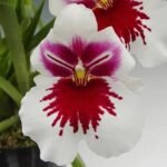In Spike Miltoniopsis White Truffle 'Bright Eyes' (3.5" pot)