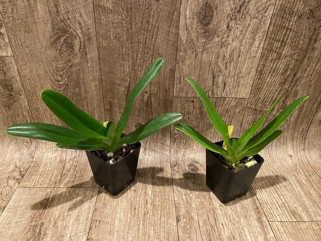 PAPH. (MULTI FLORAL) - Everything Orchids