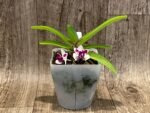 IN BLOOM Rhynchostylis gigantea 'Cartoon' x sib (3.5” Pot) - Image 5